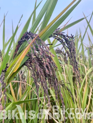 Black seeds